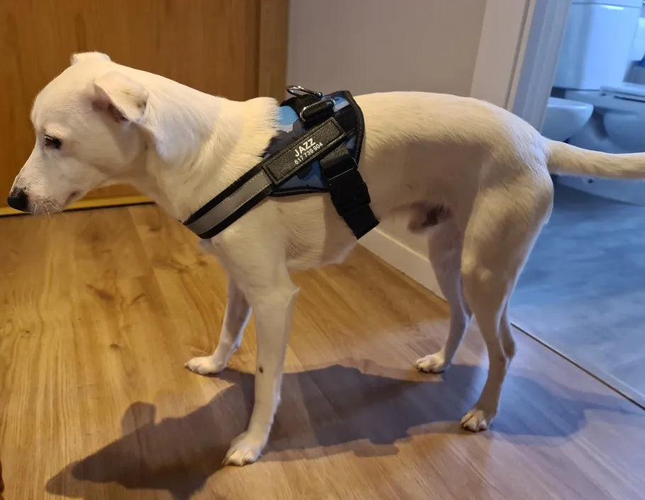 Pettorina Per Cani Personalizzabile