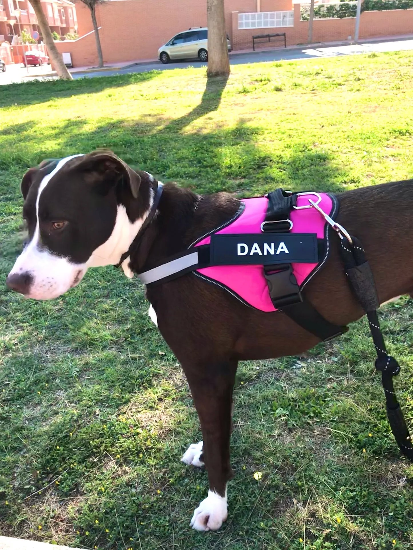 Pettorina Per Cani Personalizzabile