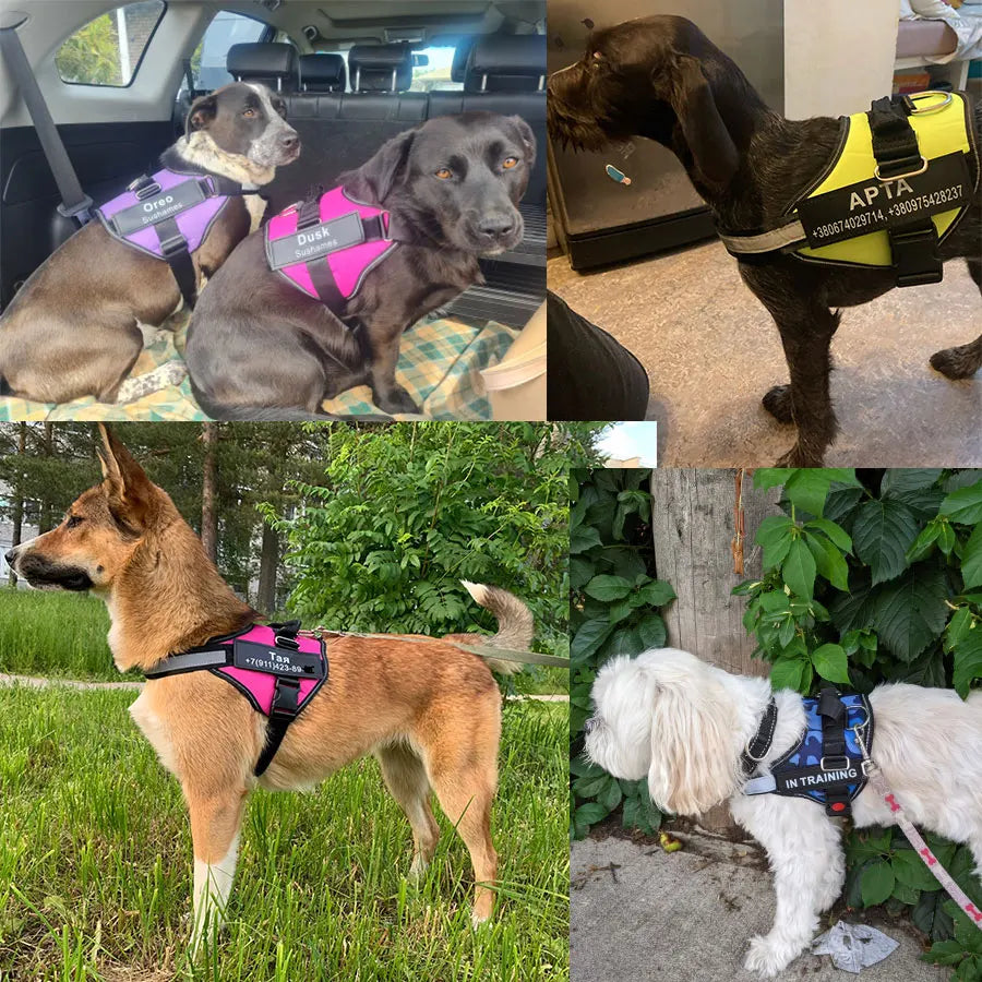 Pettorina Per Cani Personalizzabile