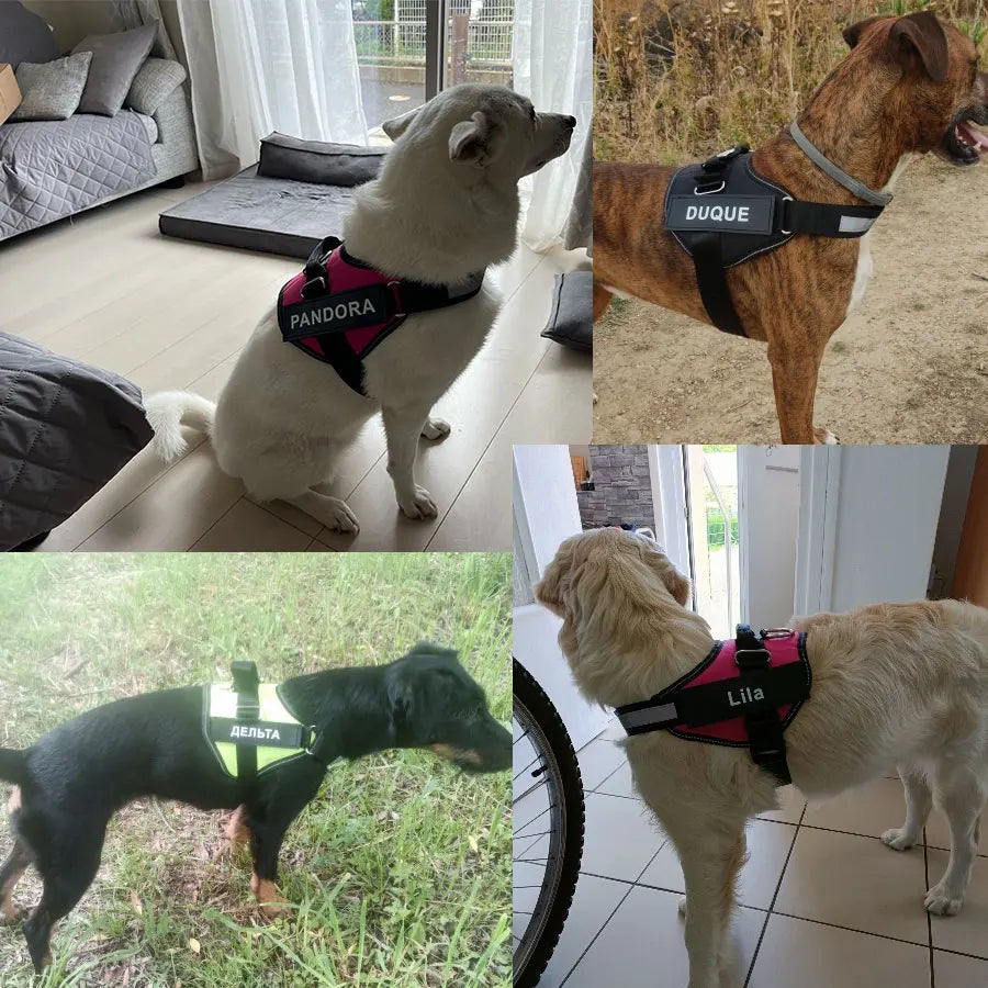 Pettorina Per Cani Personalizzabile
