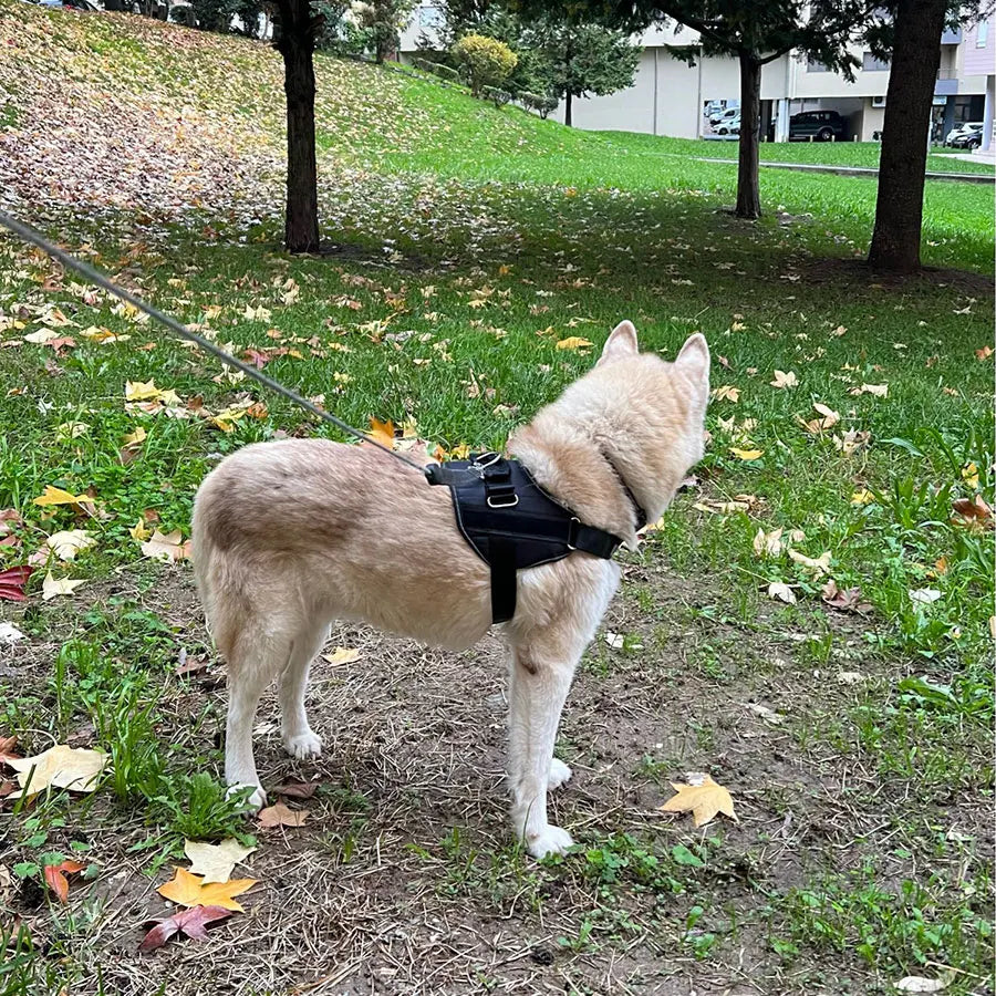 Pettorina Per Cani Personalizzabile